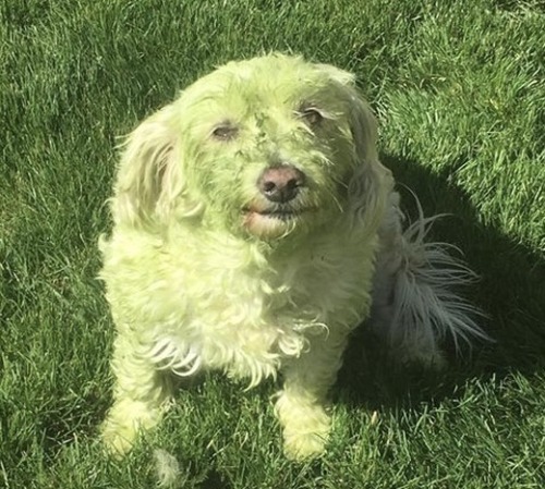 Porn lionfloss:lionfloss:The Swiss Valais Blacknose photos