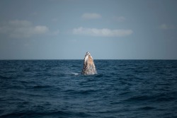 seafaringgypsy:  Off the Atlantic coast of Africa