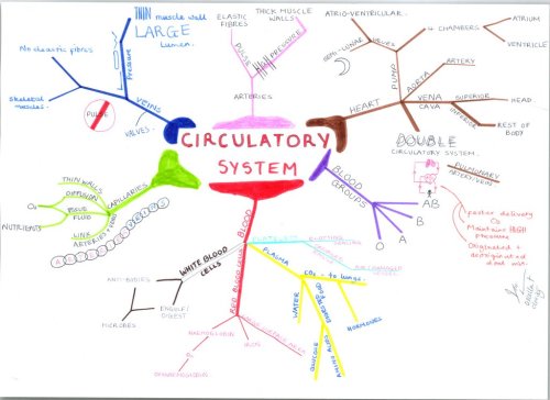 For the 2015 MCAT think of the Circulatory System as a Circuit! Some useful links here: Re