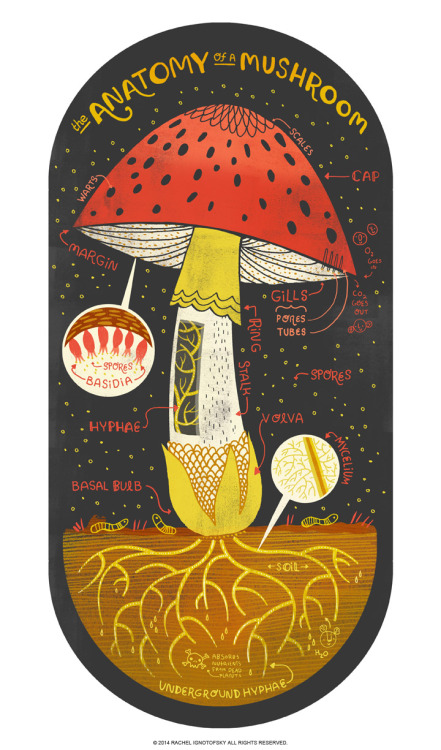 rachelignotofsky:The anatomy of a mushroom. I love drawing mushrooms,  I love mushrooms in my food, 
