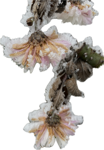 Flower 2