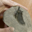 trilobitche
