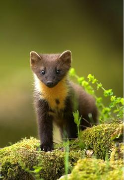 beautiful-wildlife:  Young Pine Marten by Danny Green