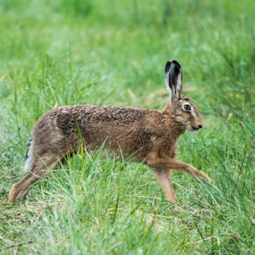 Feldhase / Hare05/2017 © Marcel Briefs