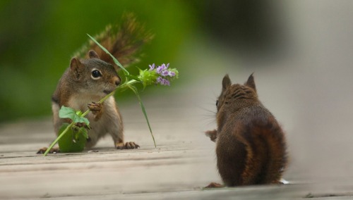 sweetd3lights:   Βy Andre Villeneuve  