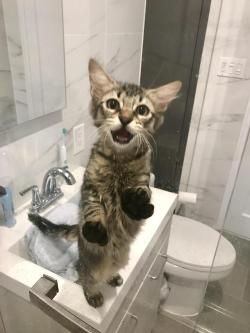 awwww-cute:  Every time I shower he thinks