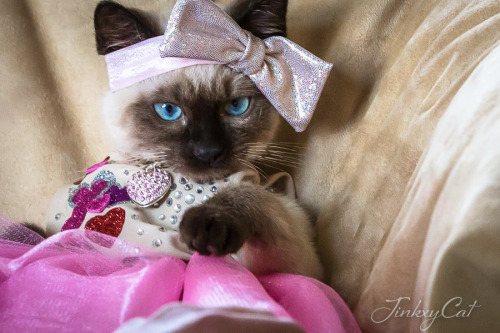 Jinkx the Cat is ready to accept her crown