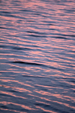  The most pink dappled water i’ve seen before. This sunset over Surfers Paradise, Gold Coast, Australia!  