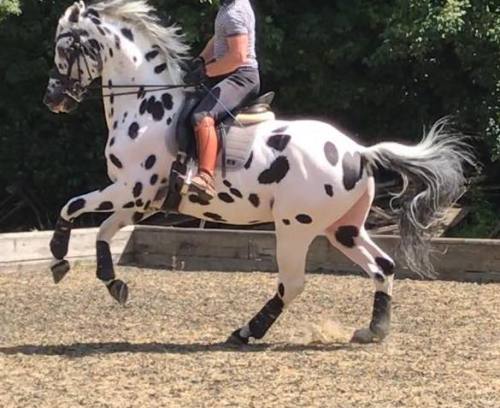 all-the-horses: Palousa San Sebastian San Remo x Palousa Caprice British Warmblood, Stallion 16.3hh 