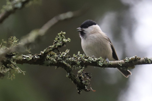 michaelnordeman: Willow tit/talltita.