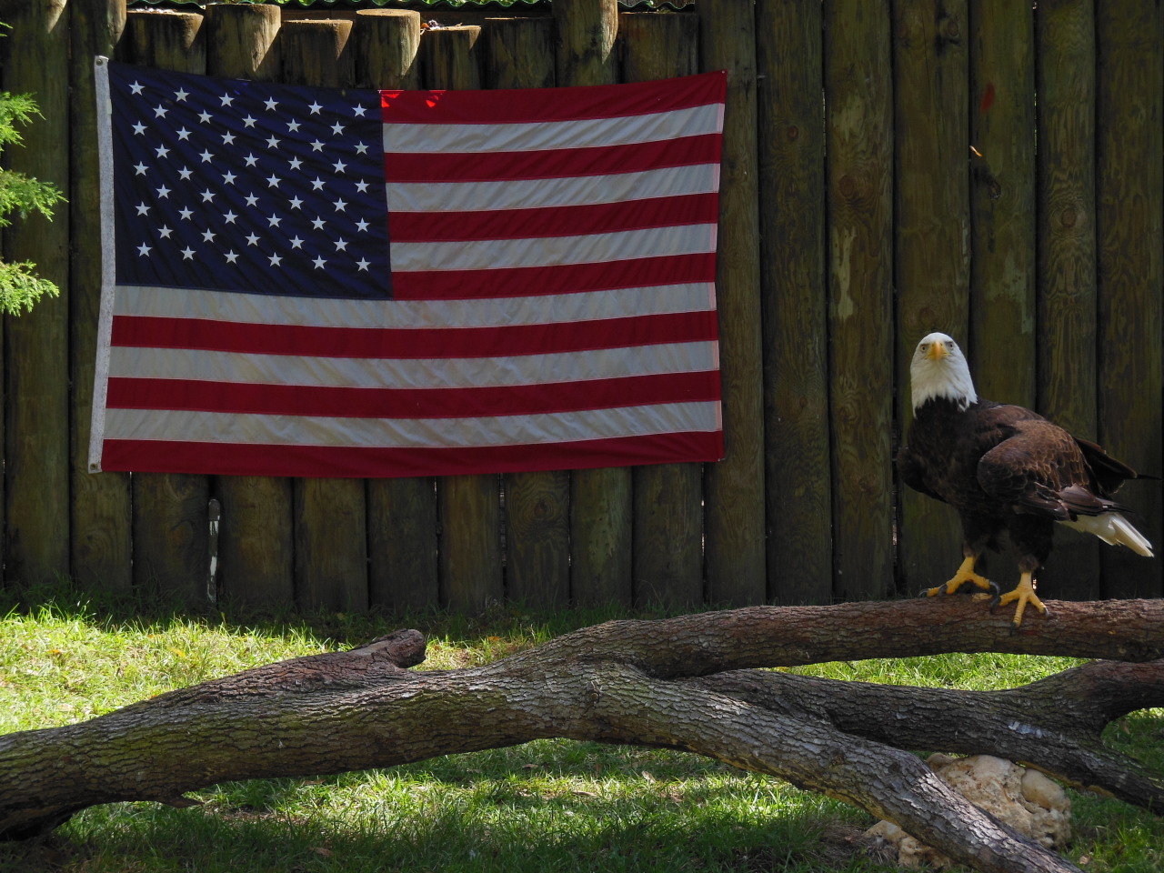 likesmysoxandpoliticsred:  The most American photo I think I could have taken 