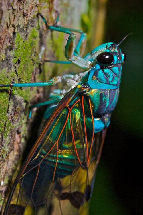 Turquoise cicada