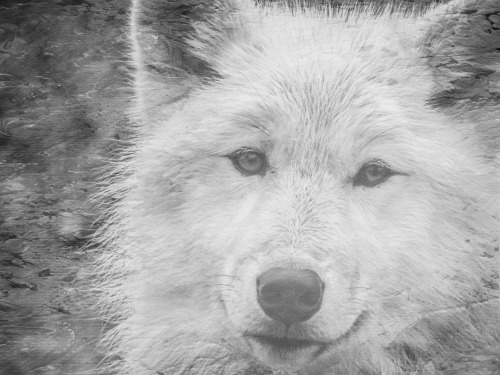 Artistic rendering of one of my Arctic wolf images - Seacrest Wolf Preserve, Florida.