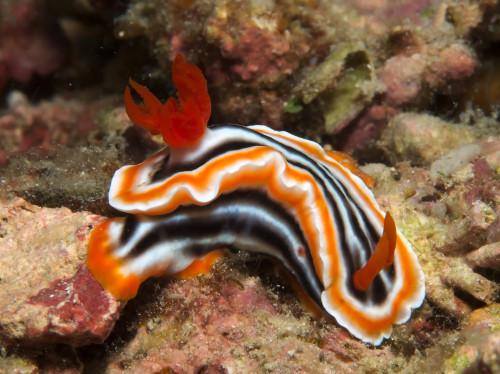 Chromodoris magnifica