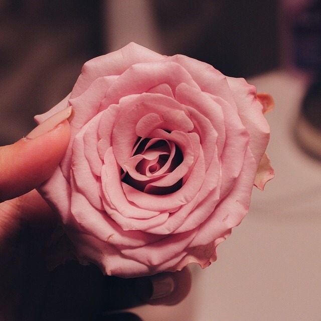 testarossa:  🌸