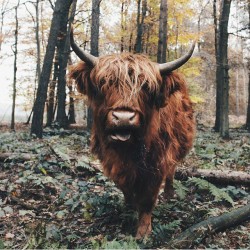 lastinq:  //nature//  A wee hairy coo!