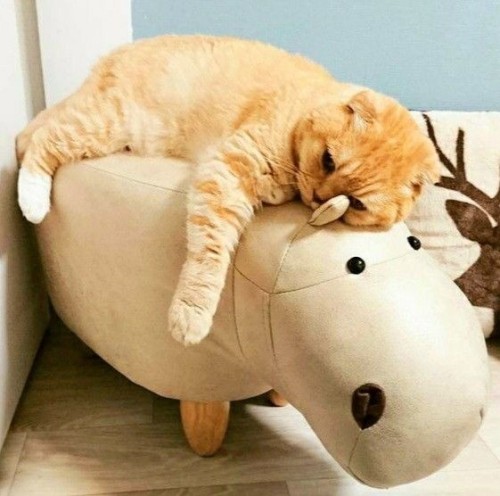 catasters: