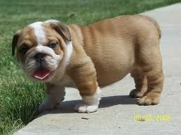 danlhowell66:  And people say bulldogs aren’t cute