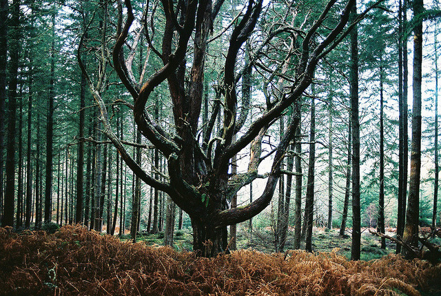 brutalgeneration:  Inverness (2010) by Alexander Williamson on Flickr.