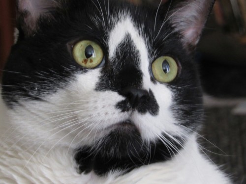 rohmnoff:this is my cat and i love him