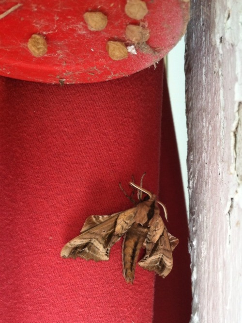 What a nice little moth that looks like tree bark, hanging out under some egg sacks.