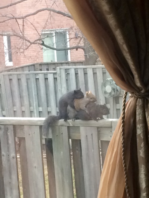 shadowcat: contourkit: tiddygorrrl: ??? oh my god? hot horny interracial squirrel threesomes at the 