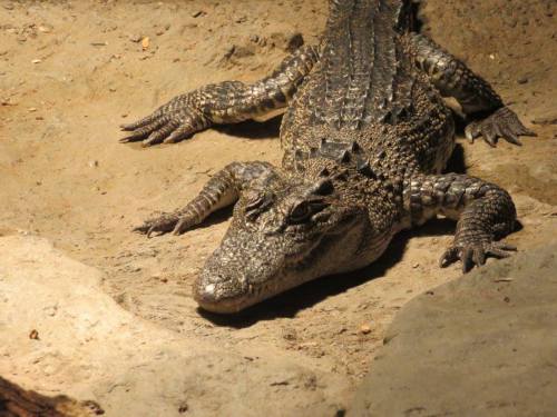 a-dinosaur-a-day: American Museum of Natural History, Part 20: CROCODILIANS!The “Crocs: Ancient Pred