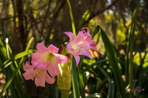 Pink Lillies 