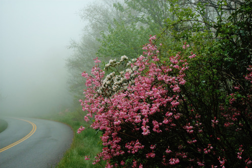 pocula:  May 18, 2013