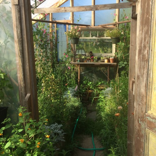 sugar-salt-salt: Then the greenhouse tended to me while I tended to it. Then the car got fixed it wa