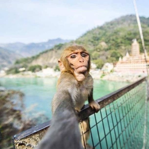 This little #monkey masters the art of taking perfect #selfies goo.gl/1PKtUZ