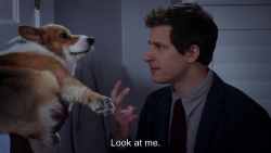 Skookumthesamoyed:  Dogs In Comedy - Brooklyn Nine Nine