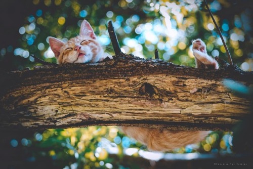 conserva-tus-colores: Sus mejores sueños , fueron arriba de un árbol!