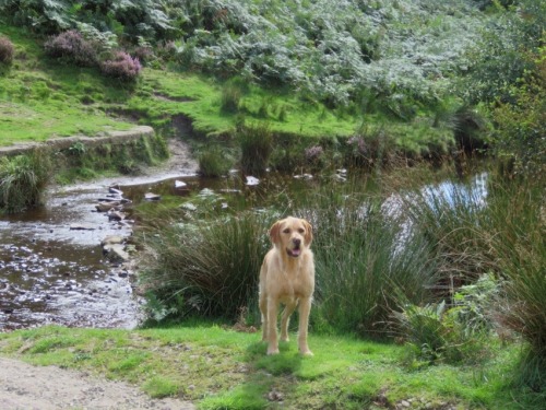 Always Take A Dog For A Walk. If You Haven't Got One, Borrow One. My Friend And Her Son's Vizlador Had