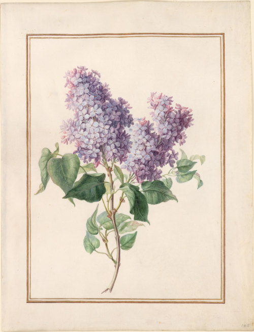 heaveninawildflower: Lilac (circa 1750) by Madeleine Françoise Basseporte and her circle (1701-1780)