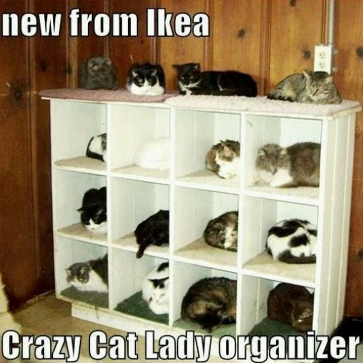 cat lady memes funny