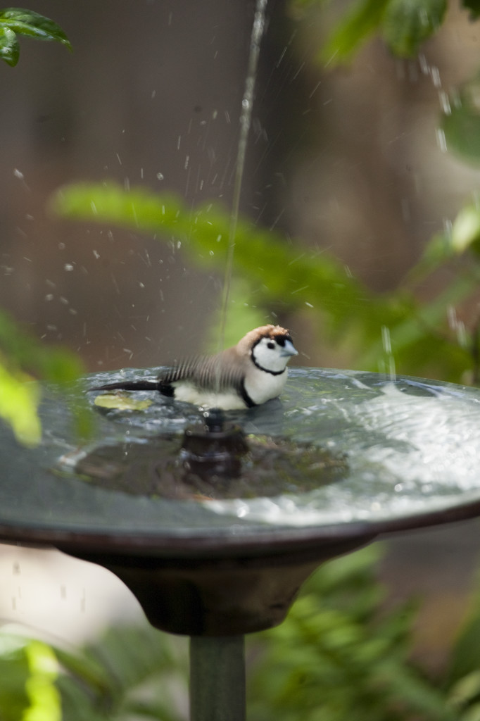 wetfeathers:  i ii iii by Chad Cullen 