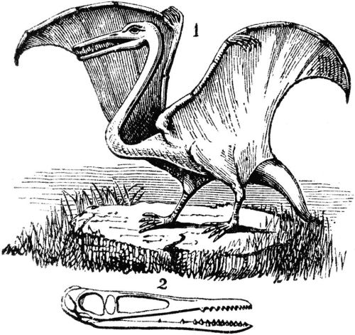 horrible-lizards: Pterodactylus, 1911 It&rsquo;s sad the public depiction of pterosaurs hasn&
