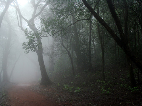 cat-nymph: Fog by Pra’s Artwork… on Flickr.