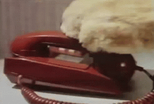 rawclass:  bunnyfood:  Yas?  Yas!