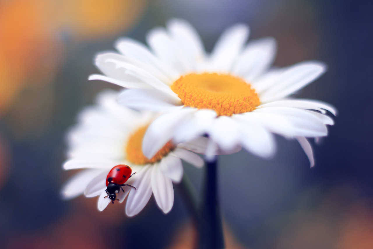 atraversso:   Stellaria &amp; Daisy by Elena Andreeva   