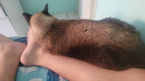God Dammit There's A Needy Pussy Rubbing On My Leg While I Trying To Hear To ASMR Porn.