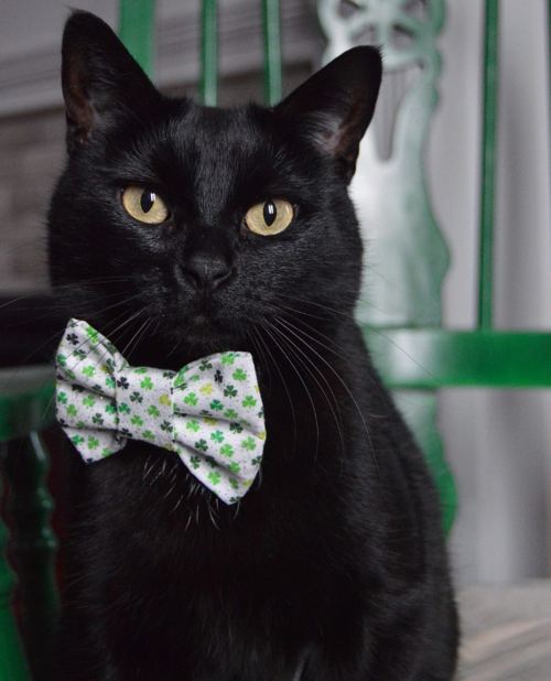 Leprechaun didn’t bring you luck this weekend? Adopt a black cat! Most of Europe and Asia consider u