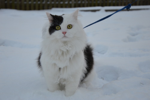 karasratworld: Muenster was super interested in the snow so we took him out for a few minutes so he 