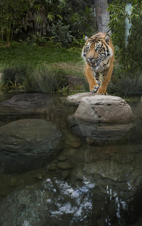 I love tigers adult photos