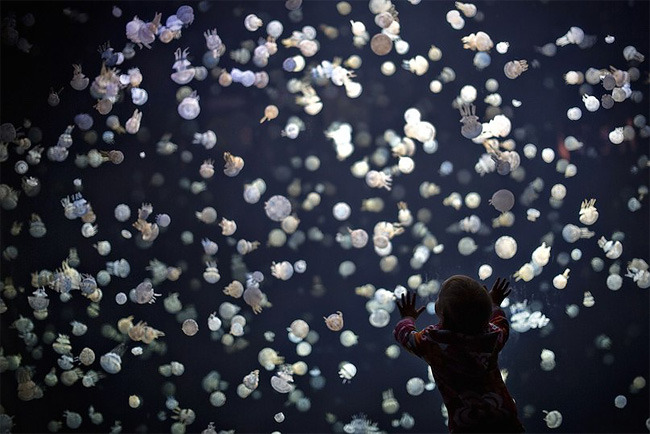 pearlsgay:  culturenlifestyle:Stunning Images Of Jellyfish At The Vancouver Aquarium 