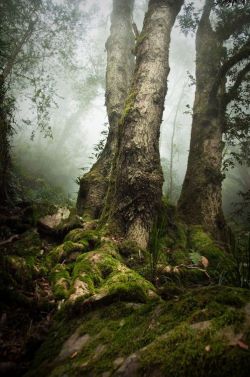 Amazingwilderness:  Source Point Lookout, New England 