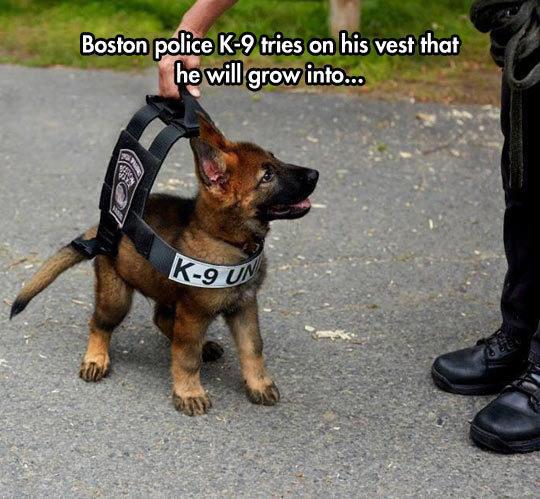 rippedjeanseyesofgreen:  sixpenceee:  Cutest thing I’ve seen.   Shut up!!! 😍😍