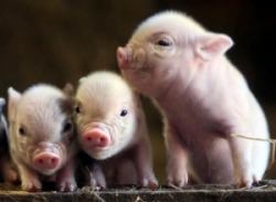 phototoartguy:  “ Three little pigs ” ☛ http://bit.ly/1Qwv2MH New Cute Photography from the CutestPaw!