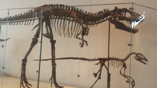Ref Post 3! I Think That First One Might Be A Herrerasaurus. An Allosaurid Perhaps? Couple Of Angles
